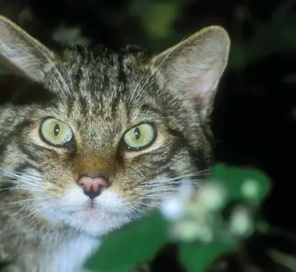  ?? FOTO: TT-SCIENCE/EWAN MACDONALD ?? har splittrats upp på tre olika arter. På bilden europeisk vildkatt (Felis silvestris).