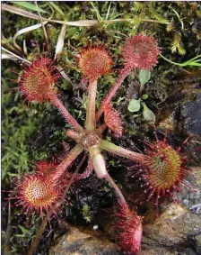  ??  ?? The Round-leaved Sundew, the commonest insectivor­ous plant found in Irish bogs.