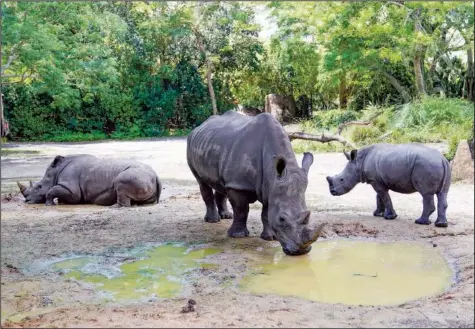  ?? ?? Helen (left), wearing a fitness device, congregate­s with other rhinos Monday at some mud puddles at Walt Disney World’s Animal Kingdom theme park.