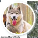  ??  ?? A canine at Bearhill Husky, Sinettäjär­ventie