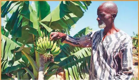  ?? Reuters Foundation ?? Farmer Musafare Chiweshe takes stock of his no-till banana crop in Zimbabwe’s Murehwa district.