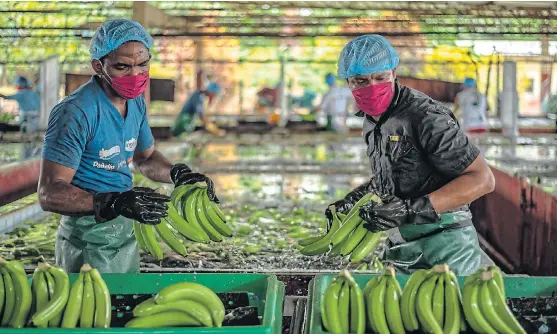  ?? /Bloomberg ?? On the move: Above: Workers wearing protective equipment wash bananas in Milagro, Ecuador. Below: A worker moves a box of bananas. They are the most exported fruit on the planet and more than threequart­ers of world banana exports come from Latin America and the Caribbean.