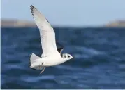  ??  ?? Above top KITTIWAKE AT SEA
Being pale birds, gulls add another level of complicati­on with the
background changing from blue sea to pale sky in an instant