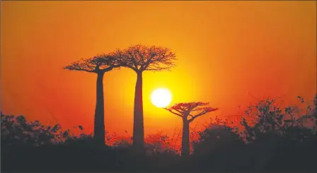  ?? ?? The sun rises behind Baobab trees at Baobab alley near the city of Morondava, Madagascar (REUTERS/Baz Ratner photo)