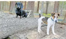  ?? FOTO: STADT VÖLKLINGEN/VERENA LAMY ?? Neu im Team des Völklinger Forstamts: Foxterrier Quintus (rechts) soll Dackel Anton als Diensthund in einigen Jahren ablösen.