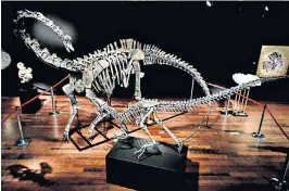  ??  ?? The two dinosaur skeletons – a diplodocus, back, and an allosaurus – were sold to the same buyer