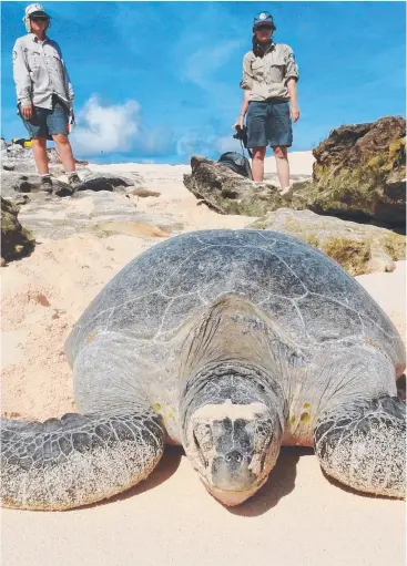  ?? Picture: BRENDAN RADKE ?? LIFE SAVER: The Queensland Government will raise the height of sand dunes on Raine Island, off Far North Queensland’s coast, to prevent turtle eggs becoming submerged.