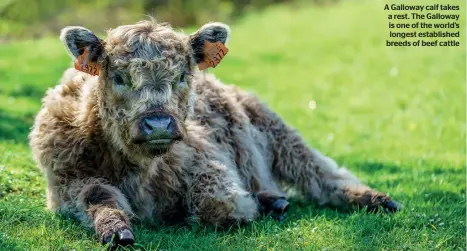  ??  ?? A Galloway calf takes a rest. The Galloway is one of the world’s longest establishe­d breeds of beef cattle