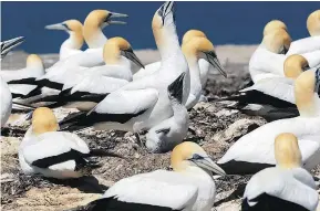  ??  ?? New Zealand is home to the largest gannet colony in the world.