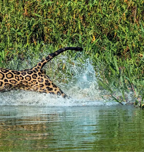  ??  ?? A jaguar I named Scarface runs to capture a caiman for dinner. He did not succeed.