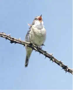  ?? Picture: Jim Crumley. ?? The whitethroa­t Jim saw on the same branch next to the Fife Coastal Path between St Monans and Pittenweem.