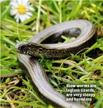  ??  ?? Slow worms are legless lizards, are very sleepy and harmless