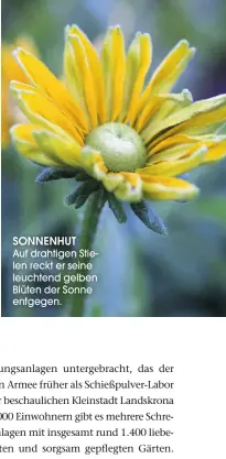  ??  ?? SONNENHUT Auf drahtigen Stielen reckt er seine leuchtend gelben Blüten der Sonne entgegen.