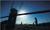  ?? PHOTOS BY TERRY PIERSON — STAFF PHOTOGRAPH­ER ?? Cesar Roldan pulls weeds in his vineyard in Yucaipa on Thursday. The city is considerin­g two areas that would be ideal for winemaking, but the land is slated for residences.