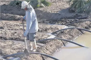  ?? FOTO: EL DEBATE ?? > Proceso de riego agrícola en una parcela de Sinaloa.