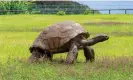  ?? ?? Jonathan is now the oldest chelonian ever recorded. Photograph: PA