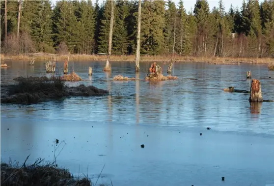  ?? Bild: SUSANNE ENGDAHL-JENSEN ?? FÅGELSJÖN. En solig dag i januari är det vackert runt sjöarna på Hunneberg.