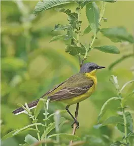  ?? ?? TWELVE: Male Yellow (Grey-headed) Wagtail of the subspecies thunbergii (Novgorod, Russia, 2 July 2004). The combinatio­n of Ashy-headed Wagtail-like dark head and a yellow throat can only mean Grey-headed Wagtail. As with the Ashy-headed Wagtail above, this bird shows a small pale spot behind the eye, either a sign of intergrada­tion with Blue-headed Wagtail or, more likely, something within its normal range of variation. Grey-headed Wagtail is a regular, though still scarce, spring migrant in Britain en route to its breeding grounds in Scandinavi­a and Russia.