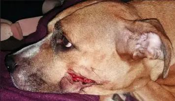  ??  ?? Sickening: Zena shows the wound she received trying to save her puppies