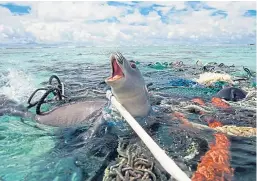  ?? Picture: Michael Pitts/Franco Banfi/John Cancalosi. ?? These pictures show the effect of discarded plastic on wildlife which can become entangled in it.