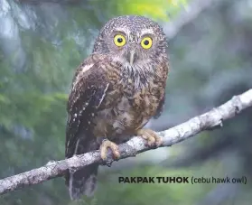  ??  ?? PAKPAK TUHOK (cebu hawk owl)