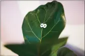  ?? ?? An eye-shaped magnetic plant charm is attached to the leaf of a plant in the store.