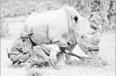  ?? – Reuters photo ?? Wardens help Sudan as he grazes in this June 14, 2015 file photo.