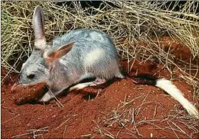  ??  ?? Des marsupiaux ont été lâchés dans la nature, mais à l’abri, en Australie.