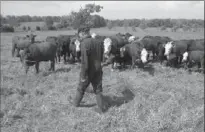  ??  ?? A Guelph-area farmer leads his cows on a walk. Brian Griffith warns a European trade deal will have more drawbacks than benefits for Canadian beef producers.