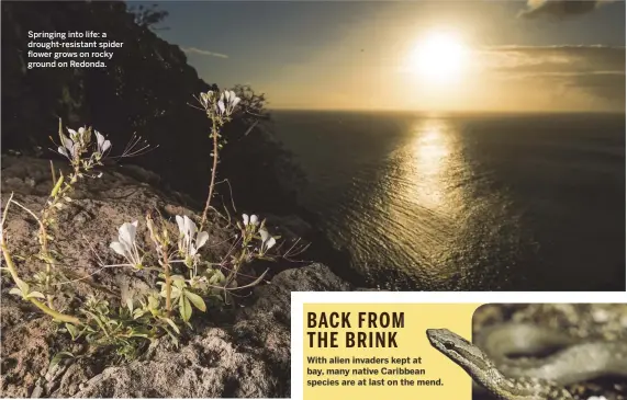  ??  ?? Springing into life: a drought-resistant spider flower grows on rocky ground on Redonda.