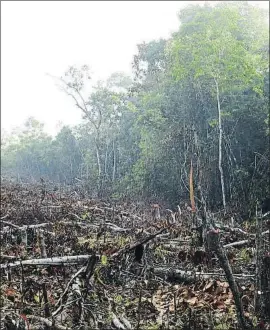  ?? MARC LÓPEZ-ROIG ?? Deforestac­ión en la Amazonia peruana
