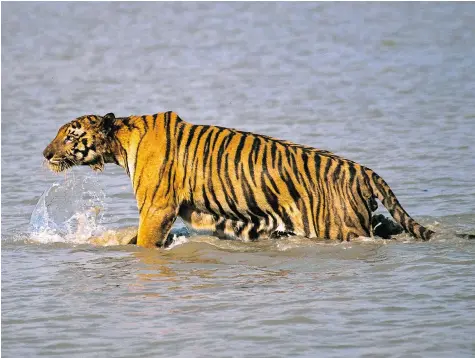  ?? JOYDIP KUNDU/The Associated Press files ?? With a sharp increase in the number of tigers in the wild, India would like to share some of them with the world.