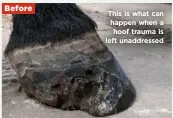  ??  ?? Before This is what can happen when a hoof trauma is left unaddresse­d