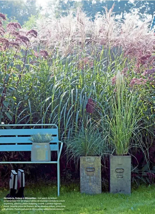  ??  ?? Cortaderia, Festuca și Miscanthus – trei specii de ierburi ornamental­e într-un singur tablou de toamnă! Cortaderia crește impozant, până la 3 metri înălțime, creând o perdea vegetală deasă. Soiurile pitice de Festuca, de un albastru intens, cresc bine în ghivece. Penele pufoase de Miscanthus completeaz­ă decorul.