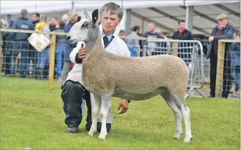  ??  ?? John Mclachlan at the Royal Highland Show with his award-winning traditiona­l Bluefaced Leicester from Joe and Mary Turner's unit at Kildalloig Farm, Campbeltow­n. Photograph: Wayne Hutchinson