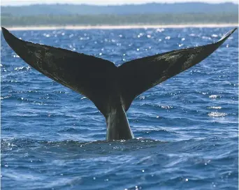  ??  ?? Selon Lyne Morissette, chercheuse scientifiq­ue et spécialist­e de l’écologie des mammifères marins chez M-Expertise Marine, «de belles choses ont été faites cette année pour protéger la baleine». - Archives