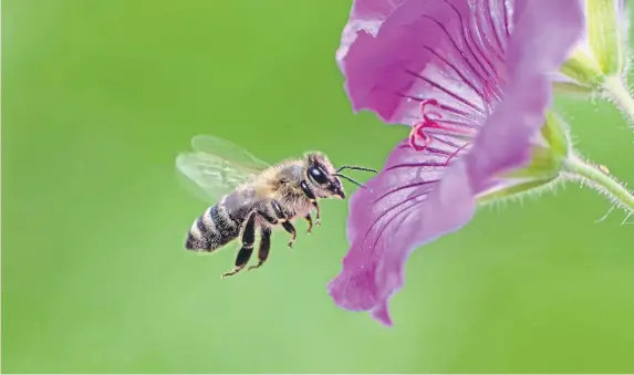  ?? ?? New wildflower havens for bees and butterflie­s have been created in the South Downs National Park