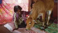  ??  ?? KIM Hang duduk di kamar tidurnya bersama anak lembu yang dipercayai jelmaan suaminya. - Reuters