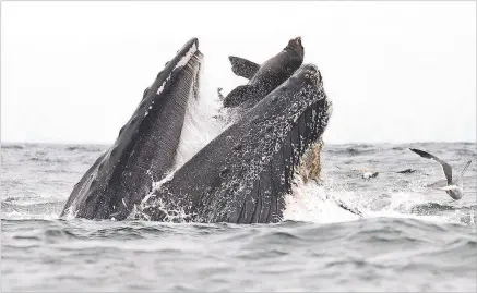  ?? CHASE DEKKER PHOTO ?? A humpback whale traps a sea lion while feeding in Monterey Bay in California on July 22. There was no intent by the whale to eat the sea lion, a scientist said, and the sea lion likely escaped and resumed feeding.