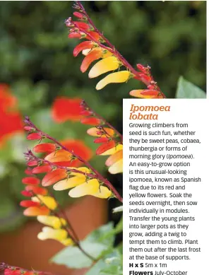 ??  ?? Ipomoea lobata
Growing climbers from seed is such fun, whether they be sweet peas, cobaea, thunbergia or forms of morning glory (Ipomoea). An easy-to-grow option is this unusual-looking ipomoea, known as Spanish flag due to its red and yellow flowers. Soak the seeds overnight, then sow individual­ly in modules. Transfer the young plants into larger pots as they grow, adding a twig to tempt them to climb. Plant them out after the last frost at the base of supports.
H x S 5m x 1m
Flowers July-October
