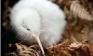  ?? Photograph: Getty Images ?? Manukura hatched in captivity in May 2011 with a rare genetic trait, leucism, that gave her striking white plumage