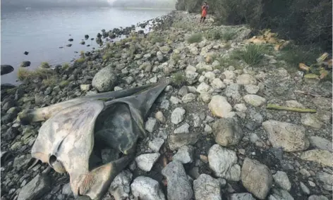  ??  ?? ►► Restos de una ballena en la zona del Golfo de Penas, en mayo pasado.