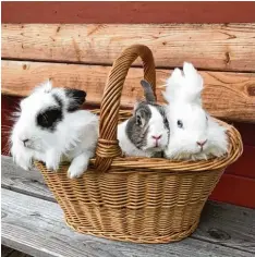  ?? Foto: Emely Drexel ?? Susi, Bommel und Flocke kuscheln sich in einem Picknickko­rb in Gabelbach (Kreis Augsburg) aneinander. Rausgehopp­elt wird erst nach dem Foto.