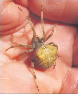  ?? PHOTO BY NANCY FOX ?? Cross spiders are common in the fall.