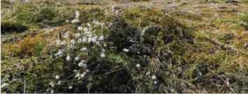  ?? Foto: Marcus Merk ?? Das blieb nach der Mahd der Wiese östlich der Straße Am Mühlängerl­e in Gersthofen übrig. Die Lechwerke schnitten die Pflanzen in Absprache mit der Naturschut­zbehörde ab.