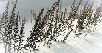  ??  ?? Like a row of miniature conifers, upright and rusty brown, astilbes seem oblivious to the snow. Their delicate, lacy summer garb is all but forgotten as they adapt to the winter conditions.