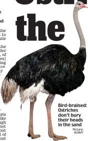  ??  ?? Bird-brained: Ostriches don’t bury their heads in the sand Picture: ALAMY