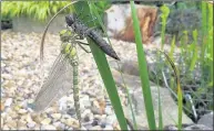  ??  ?? Harry Kourtellar­is of Charnwood Road, Uxbridge caught these dragonfl hatchlings enjoying the perfect conditions of his garden pond. Send any pictures for submission - jpgs please - to Ros Collins at ros.collins@ trinitymir­ror.com