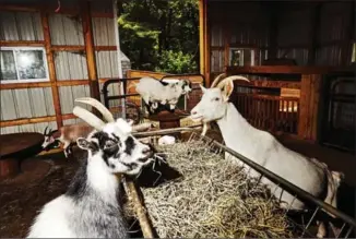  ?? AMY LOMBARD, NYT ?? Goats can be good pets, but some are abandoned. Above, a goat sanctuary in Annandale, N.J.