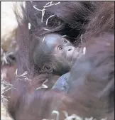  ??  ?? Orangutan Maliku, with her new baby, at Twycross Zoo, Warwickshi­re. Photos: Lucy Ray